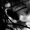 Pavik popelavy - Rhipidura fuliginosa - Fantail - piwakawaka 2247